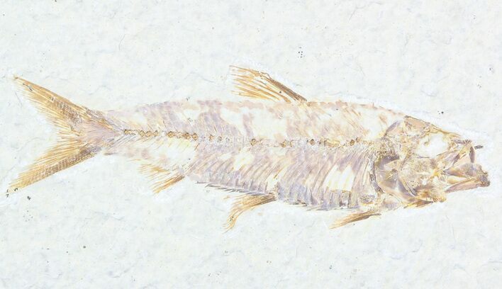 Knightia Fossil Fish - Wyoming #55314